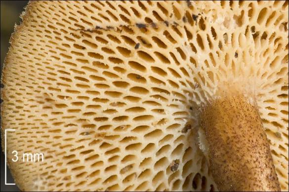 Polyporus arcularius