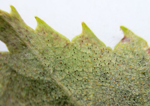<em>Erysiphe ornata</em>