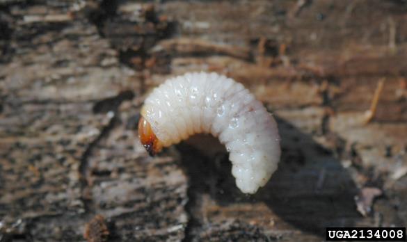 veliki borov rilčkar (<i>Pissodes pini</i>) na <i>Pinus sylvestris</i>