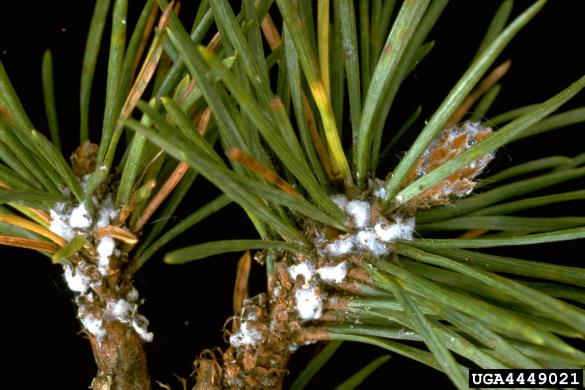 uš zelenega bora (<i>Pineus strobus</i>) na <i>Pinus strobus</i>
