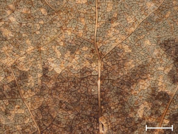 Melampsora tremulae
