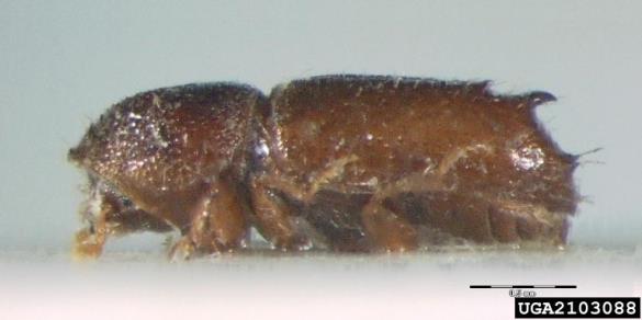 <i>Pityogenes quadridens</i>