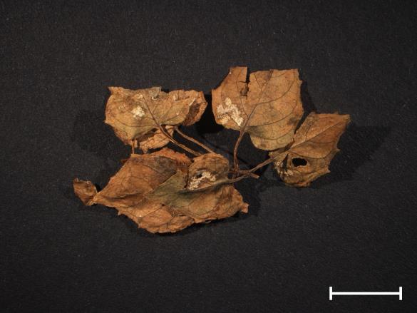 Pucciniastrum circaeae 