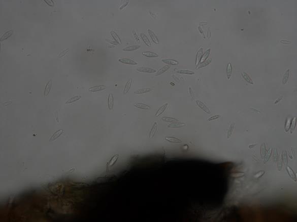 Botryosphaeria dothidea
