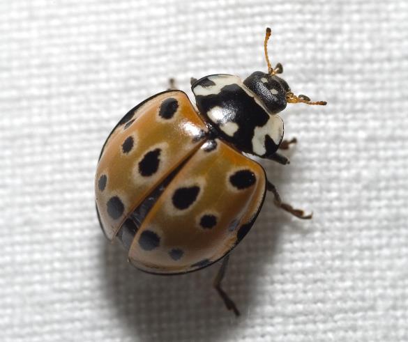 okata polonica