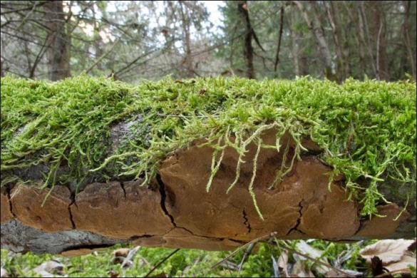 Phellinus conchatus