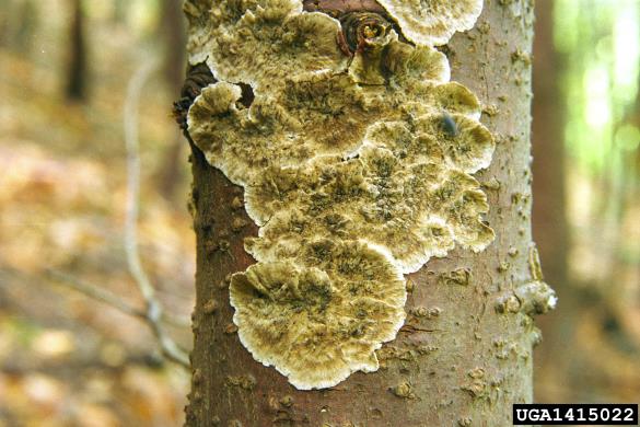 krvaveča krvoslojevka (<i>Haematostereum sanguinolentum</i>) na <i>Pseudotsuga menziesii</i>