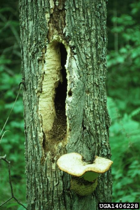 luskati luknjičar (<i>Polyporus squamosus</i>) na <i>Ulmus americana</i>