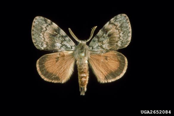 gobar (<i>Lymantria dispar</i>)