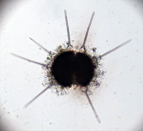 <em>Phyllactinia mali</em>