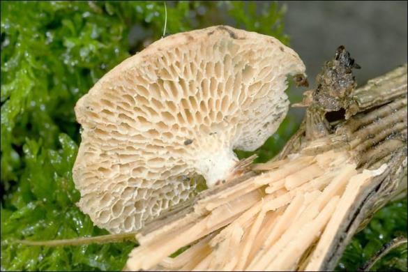 Polyporus alveolaris
