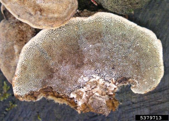 <i>Trametes hirsuta</i> na <i>Quercus</i> spp.