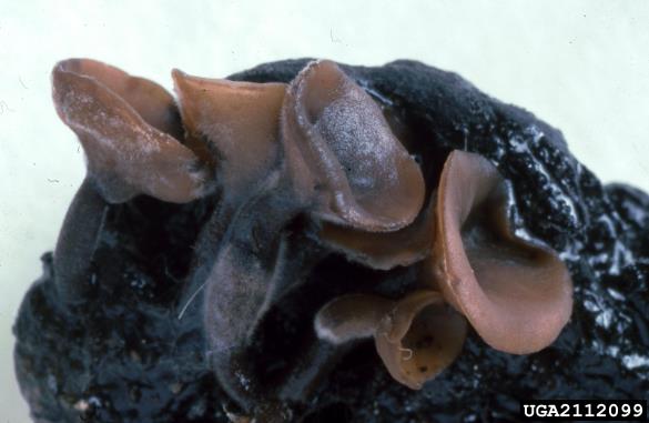 želodov kelihovec (<i>Ciboria batschiana</i>) na <i>Quercus</i> spp.