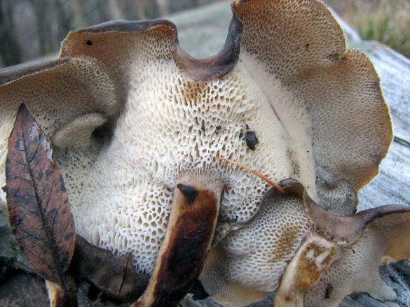 Polyporus badius