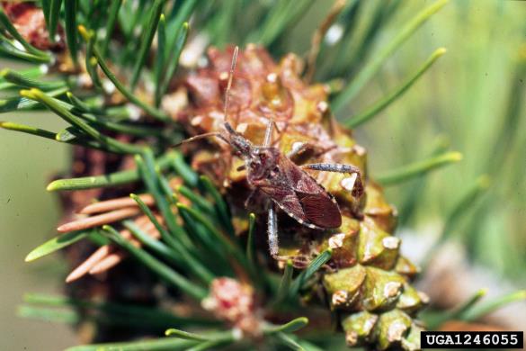 storževa listonožka (<i>Leptoglossus occidentalis</i>) na <i>Pinus</i> spp.
