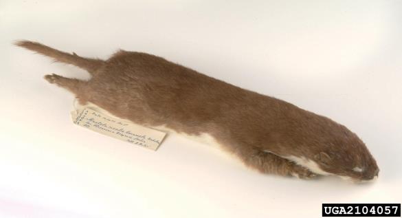 mala podlasica (<i>Mustela nivalis</i>)