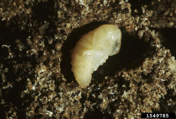 <i>Otiorhynchus</i>