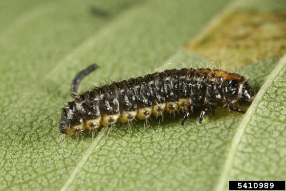 brestovka (<i>Xanthogaleruca luteola</i>) na <i>Ulmus</i> spp.