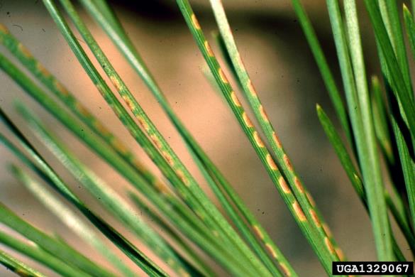 rjava borova grizlica (<i>Neodiprion sertifer</i>) na <i>Pinus nigra</i>