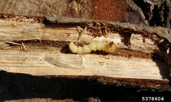 <i>Monochamus galloprovincialis</i> na <i>Pinus</i> spp.