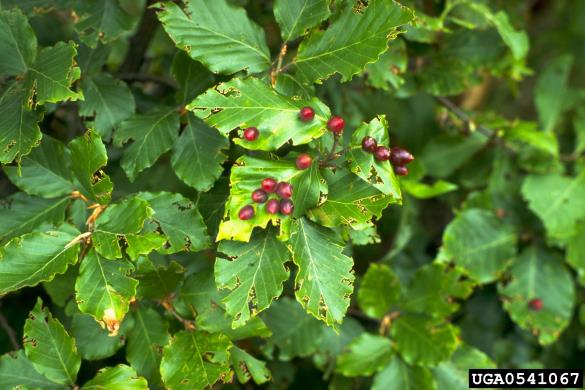 velika bukova listna hržica (<i>Mikiola fagi</i>) na <i>Fagus sylvatica</i>