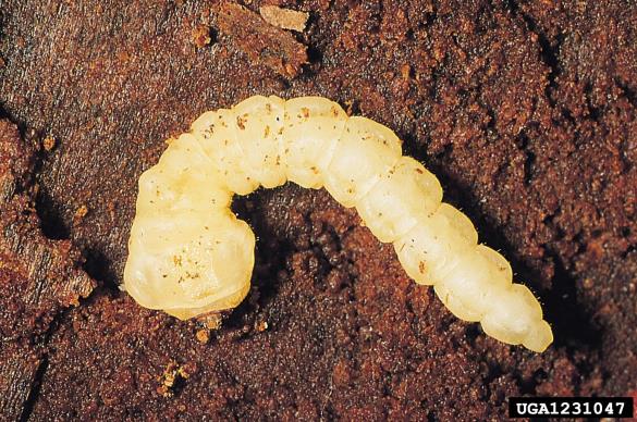 modri borov krasnik (<i>Melanophila cyanea</i>)