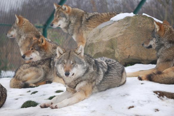 volk