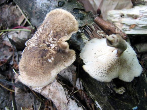 Polyporus arcularius