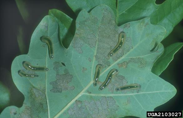 <i>Caliroa annulipes</i> na <i>Quercus pubescens</i>