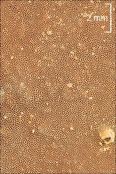 Phellinus ribis