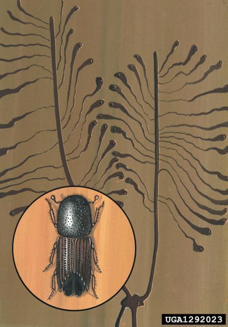 dvanajsterozobi borov lubadar (<i>Ips sexdentatus</i>)