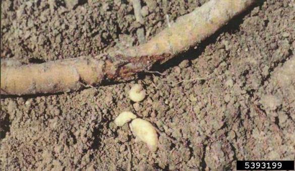 <i>Otiorhynchus</i> na <i>Humulus lupulus</i>