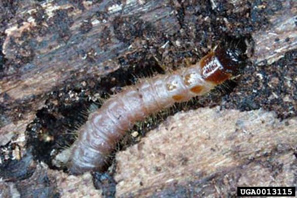 mravljinčasti pisanec (<i>Thanasimus formicarius</i>)