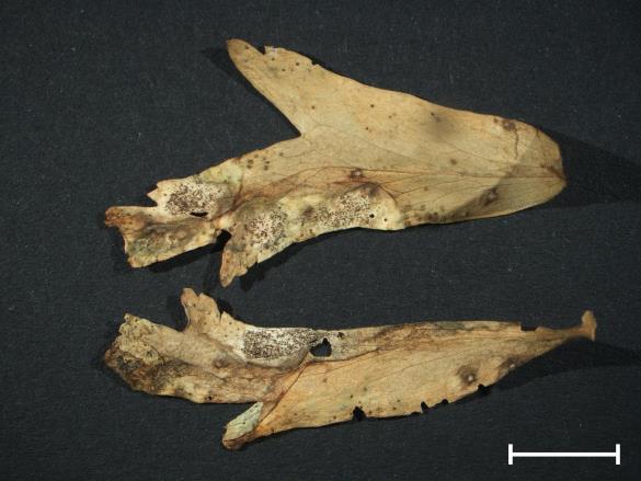 Aecidium quadrifidum
