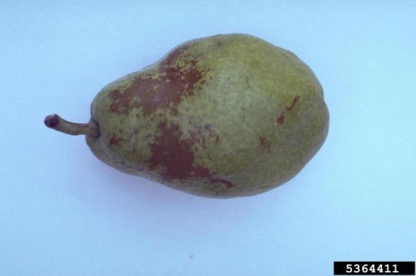 <i>Podosphaera leucotricha</i>
