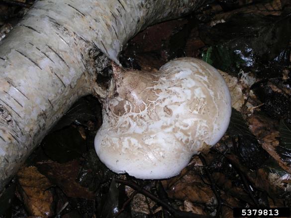 brezova odpadljivka (<i>Piptoporus betulinus</i>) na <i>Betula</i> spp.