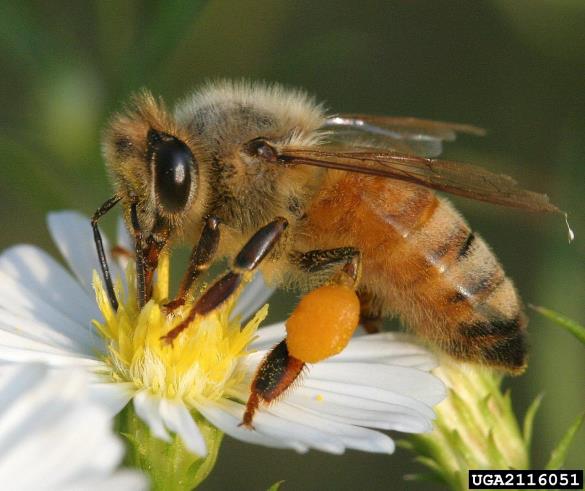 medonosna čebela (<i>Apis mellifera</i>)