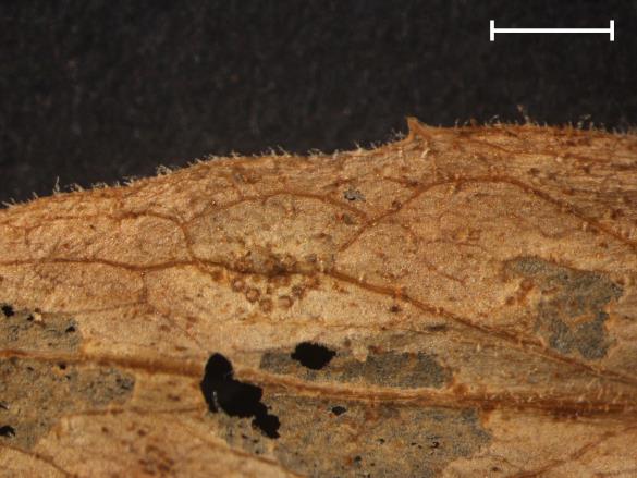 Aecidium hieracii