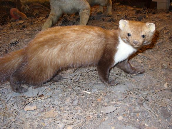 kuna belica