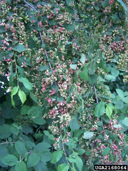 brestova šiškarica (<i>Byrsocrypta ulmi</i>) na <i>Ulmus procera</i>