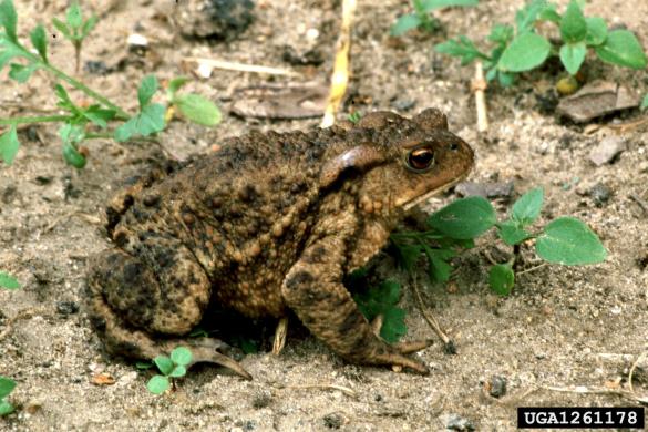 navadna krastača (<i>Bufo bufo</i>)