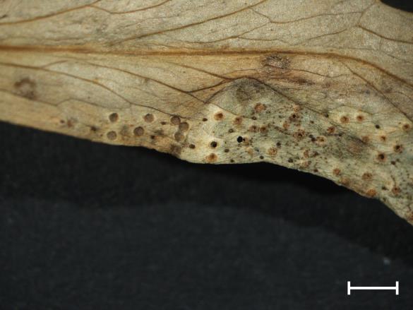 Aecidium quadrifidum