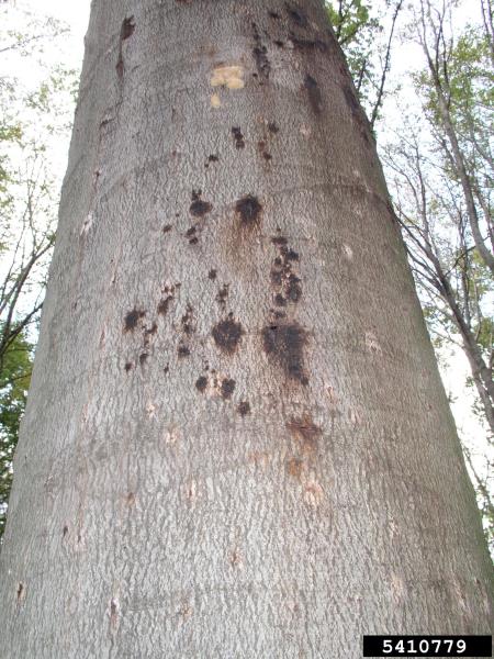 beech bark beetle (Taphrorychus bicolor ) on beech (Fagus spp. )