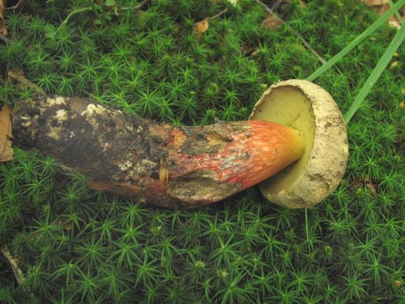 Boletus calopus