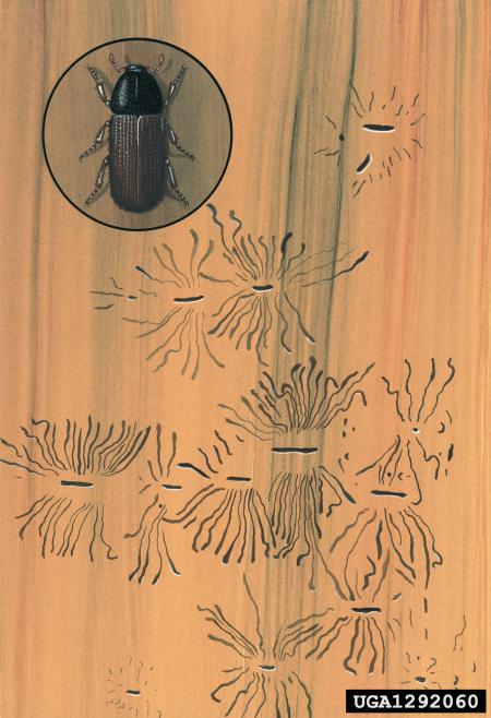 dvojnooki smrekov ličar (<i>Polygraphus poligraphus</i>)