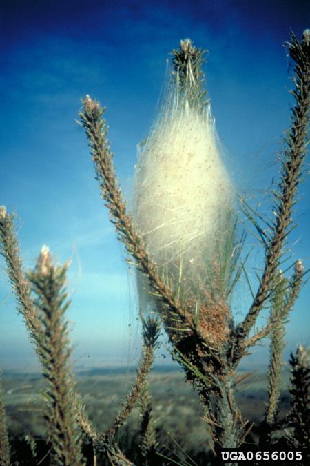 pinijev sprevodni prelec (<i>Thaumatopoea pityocampa</i>) na <i>Pinus</i> spp.