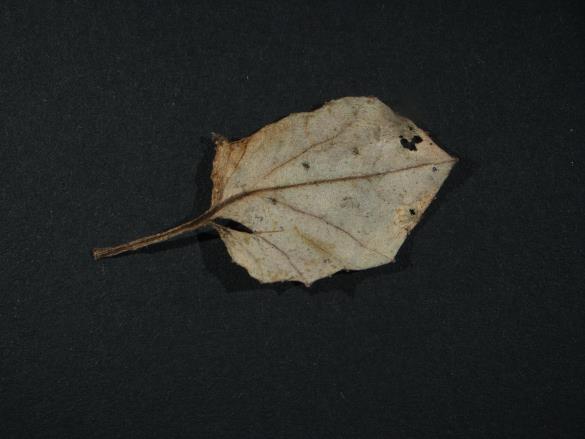 Aecidium tussilaginis