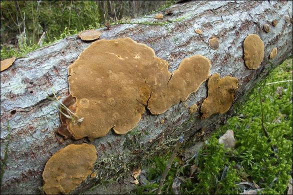Phellinus conchatus