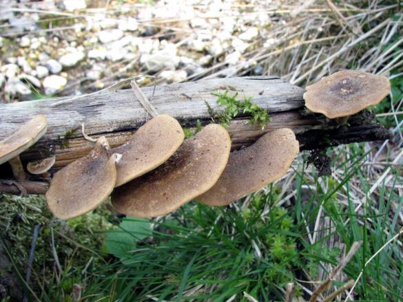 Polyporus lepideus