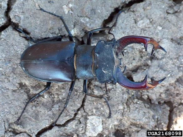 veliki rogač (<i>Lucanus cervus</i>)